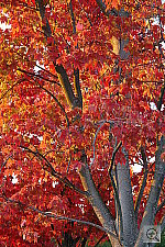 Click to see YDSC00535.JPG