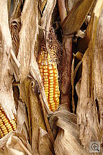 Click to see YDSC00836.JPG