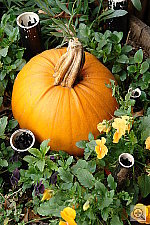 Click to see YDSC00845.JPG