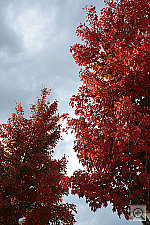 Click to see YDSC01167sharpLow_usm.jpg