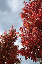 Click to see YDSC01168sharpNorm.jpg