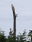 Click to see YDSCF1888.JPG