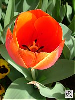 Click to see YDSCF0583.JPG