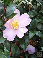 Click to see YDSCF0268.JPG