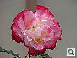 Click to see YIMG_0627.JPG