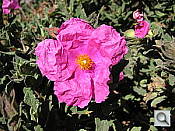 Click to see YIMG_0503.JPG