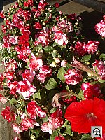 Click to see YIMGP0570.JPG