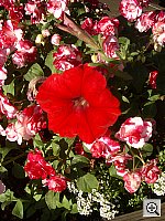 Click to see YIMGP0571.JPG