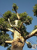 Click to see YIMGP0617.JPG