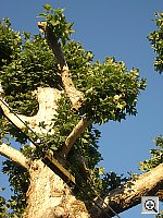 Click to see YIMGP0618.JPG