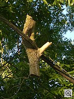 Click to see YIMGP0619.JPG