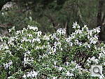 Click to see YDSCF0811.JPG