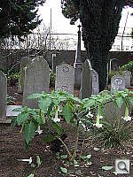 Click to see YDSCF0852.JPG