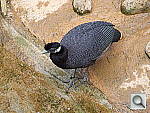 Click to see YDSCF1013.JPG