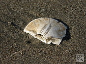 Canon PowerShot S80 digital camera image