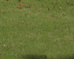 Canon PowerShot S80 digital camera image