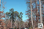 Click to see SD1PINE_SPP.JPG