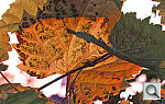 Click to see YLEAVES_CLOSEUP.JPG
