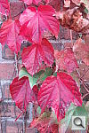 Click to see YSDIM0872.JPG