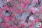 Click to see YSDIM0909.JPG