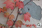 Click to see YSDIM0910.JPG