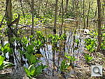 Click to see YIMG_0023.JPG