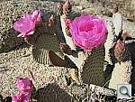 Click to see YIMG_0418.JPG