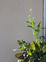 Click to see YIMG_0608.JPG