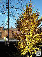 Click to see Y96-0405.JPG
