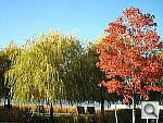 Click to see Y991-0425.JPG