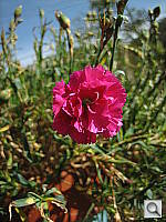 Click to see YIMG_0115.JPG