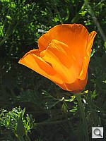 Click to see YIMG_1013.JPG