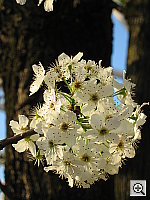 Click to see YSD500IMG_0005.JPG