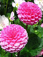 Click to see YIMG_0595.JPG