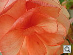 Click to see YIMG_0001.JPG