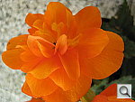Click to see YIMG_0002.JPG