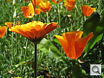 Click to see YIMG_0007.JPG