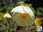 Click to see YIMG_0009.JPG