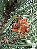 Click to see YIMG_0044.JPG
