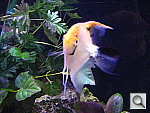 Click to see YIMG_0050.JPG
