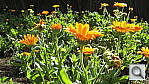 Click to see YIMG_0478.JPG