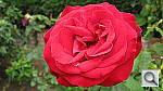 Click to see YIMG_0237.JPG