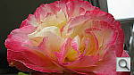 Click to see YIMG_0238.JPG