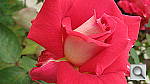 Click to see YIMG_0240.JPG