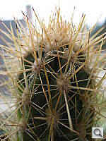 Click to see YIMG_0249.JPG