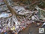 Click to see YIMG_0517.JPG