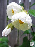 Click to see YIMG_0489.JPG