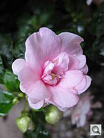 Click to see YIMG_0492.JPG