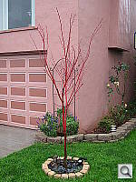 Click to see YIMG_0500.JPG