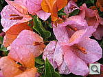 Click to see YIMG_0502.JPG